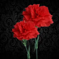 Carnations